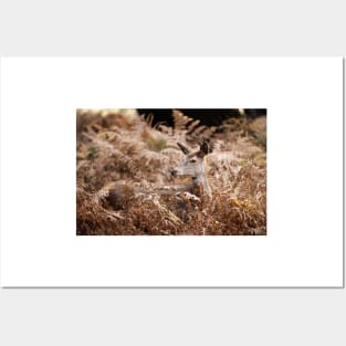 Red Deer Doe Resting in Bracken Posters and Art